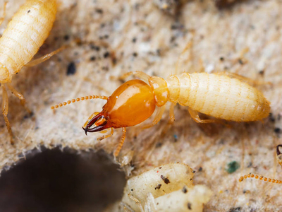 杭州白蟻防治費收費標準