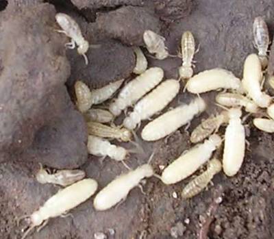 “無牙老虎”--白蟻 防治四大誤區