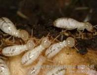 供應深圳白蟻防治公司深圳白蟻防治/公明防治白蟻/寶安白蟻防治圖片_高清圖_細節圖