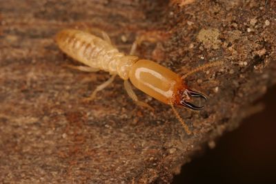 修水縣新建房屋白蟻預防