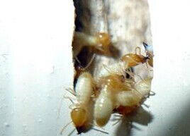 佛山南海羅村專業滅白蟻公司,佛山南海羅村專業殺白蟻公司