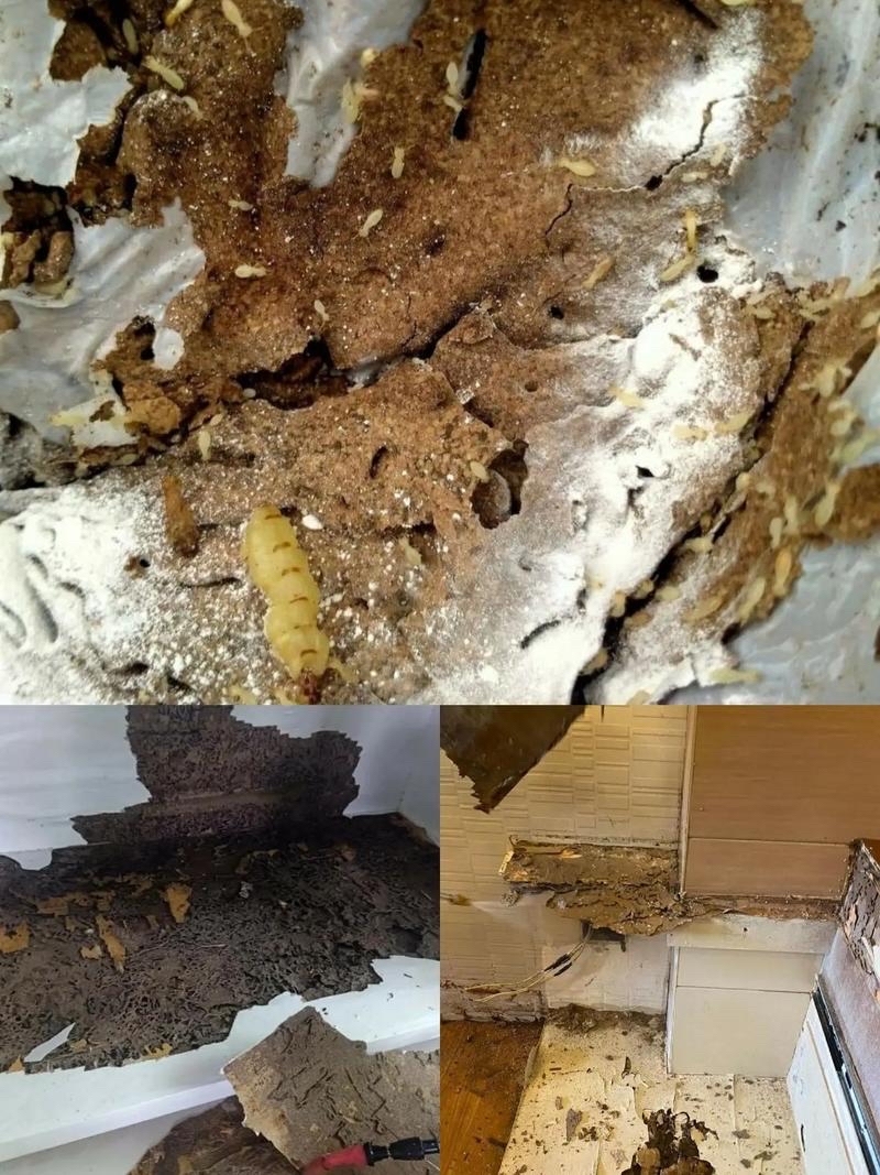 鹽田區上門除白蟻滅殺白蟻電話400-9626-589 治理白蟻,白蟻防治機構