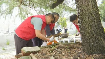 鎮江新區白蟻防治百日公益行動正式啟動