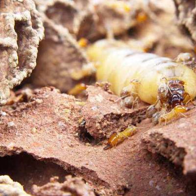 【白蟻藥水_白蟻防護中心】,江西南昌白蟻防治中心