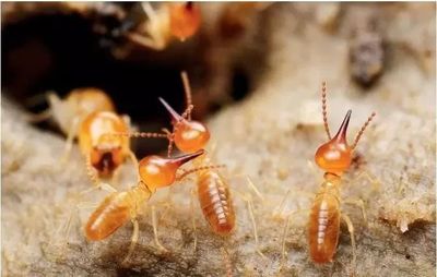 白蟻猖獗季節到來,如何應對?