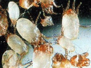 其他驅蟲滅害化學品 驅蟲滅害化學品 其他驅蟲滅害化學品價格 其他驅蟲滅害化學品批發 其他驅蟲滅害化學品供應