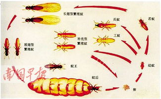 南寧蟻情兇猛 鋼筋混凝土也會被蛀蝕 廣西新聞 bbrtv北部灣在線