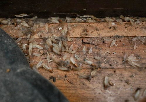 白蟻來襲 別慌 請收藏好這份防治攻略