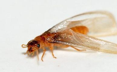 白蟻的危害,消滅破壞專家