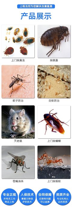 上海酒店消殺蟲控滅鼠公司,滅殺白螞蟻巢穴服務