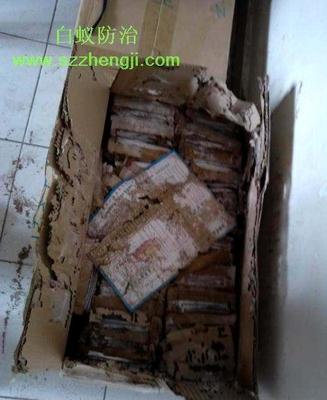 專(zhuān)業(yè)提供家居房屋的白蟻滅治法 工廠白蟻消殺