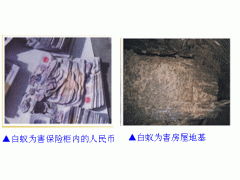 東莞虎門(mén)殺蟲(chóng)消毒白蟻防治,東莞虎門(mén)滅蟲(chóng)公司