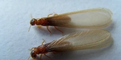 家里發現(水蟻)白蟻怎么辦
