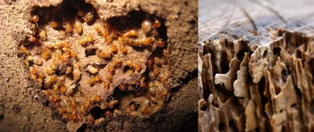 陰德不夠會(huì)投胎成大食蟻獸?拜托,大食蟻獸超爽的