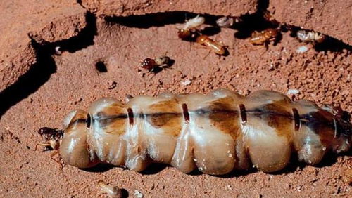 黑柄炭角菌 生于白蟻穴貴過黃金,人們挖到都不愿全賣,有何特殊