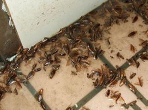 食品廠的蟑螂要怎么才能消滅干凈價格 食品廠的蟑螂要怎么才能消滅干凈型號規格