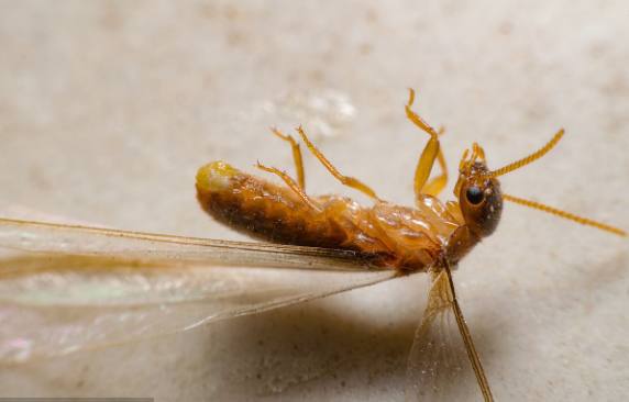 白蟻猖獗,整條巷子全蛀光,唯獨一家完好無缺