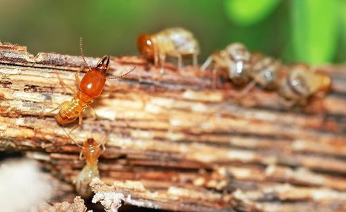 廣州白云區滅白蟻方法