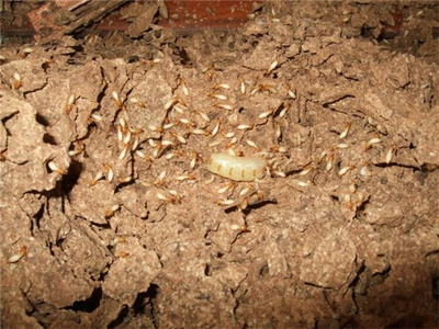 深圳白蟻防治公司,深圳白蟻防治中心