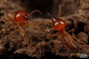 人人喊殺的白蟻,竟然有這么多好處