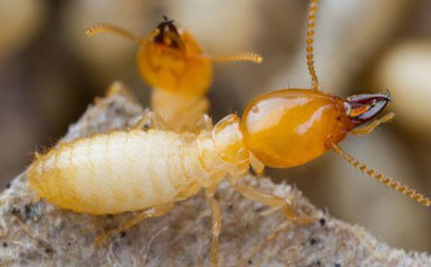 白蟻的危害和控制方法