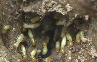 建筑后白蟻防治_建筑后白蟻防治收費-一蟲