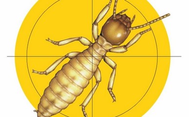 白蟻危害傳播途徑主要有哪三大方面-行業(yè)