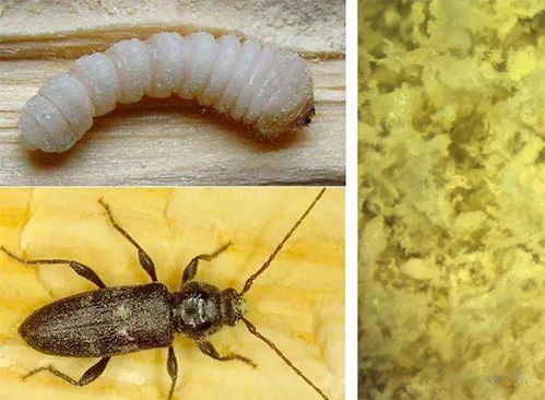 科學(xué)家將白蟻廢物利用到3d打印材料的循環(huán)經(jīng)濟中