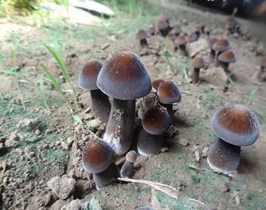 論雞樅菌和白蟻的愛恨情仇