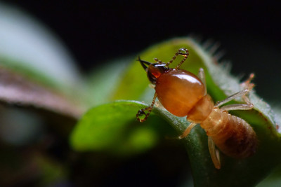 白蟻 - 微距, 昆蟲 - hwz啊也 - 圖蟲攝影網(wǎng)