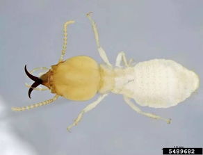 一夫一妻制的白蟻社會,你知不知道