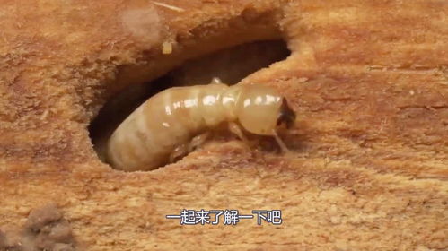 白蟻破壞力有多可怕 看50萬只白蟻如何瞬間將房子變得千瘡百孔