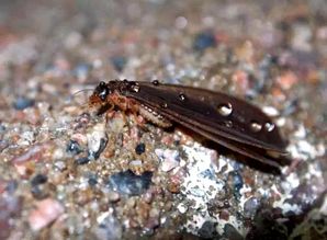 白蟻紛飛期,該如何防治白蟻