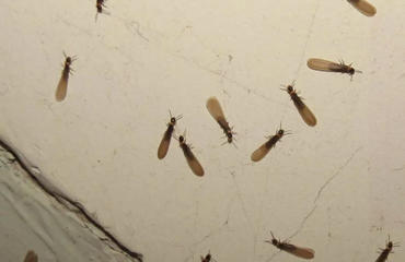 【地寶網(wǎng)】白蟻防治所