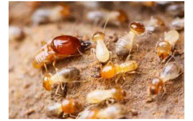 湖北省白蟻活動盛飛期為哪幾天