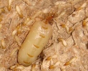 供應佛山南海鹽步白蟻防治公司佛山南海鹽步殺滅白蟻公司佛山南海鹽步防治白蟻