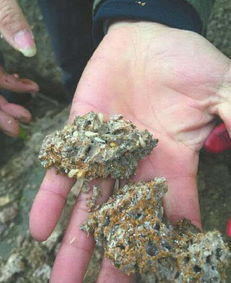 三蘇祠現人蟻大戰3回合酣暢淋漓 7厘米蟻后活捉世間罕見