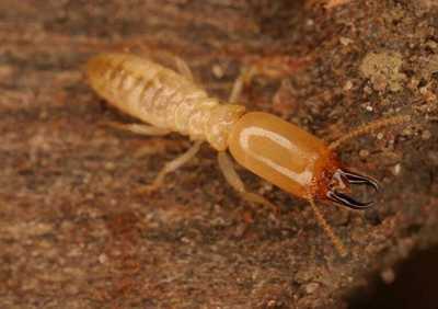 白螞蟻怎么消滅