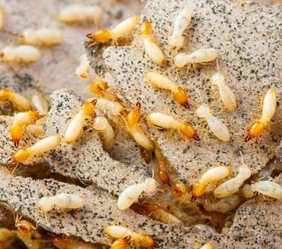 金華白蟻防治研究中心-滅飛蛾臭蟲 滅蟑螂 滅老鼠 家庭殺蟲