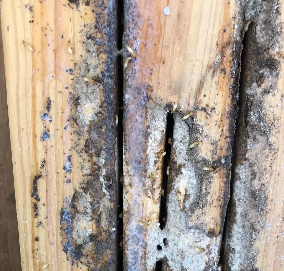 白蟻:微小卻重要的生態守護者