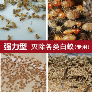 防白螞蟻藥裝修防白蟻滅白蟻藥粉特效防白蟻藥全巢死亡傳染誘殺