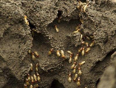 白蟻怎么消滅才干凈