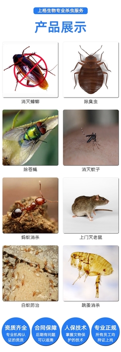 南通白蟻防治誰家好消白蟻殺害蟲