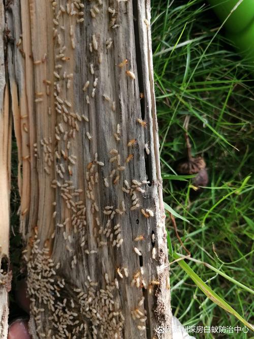 深房白蟻防治中心提醒市民,白蟻雖小危害及大,下面我們一起了解一下: