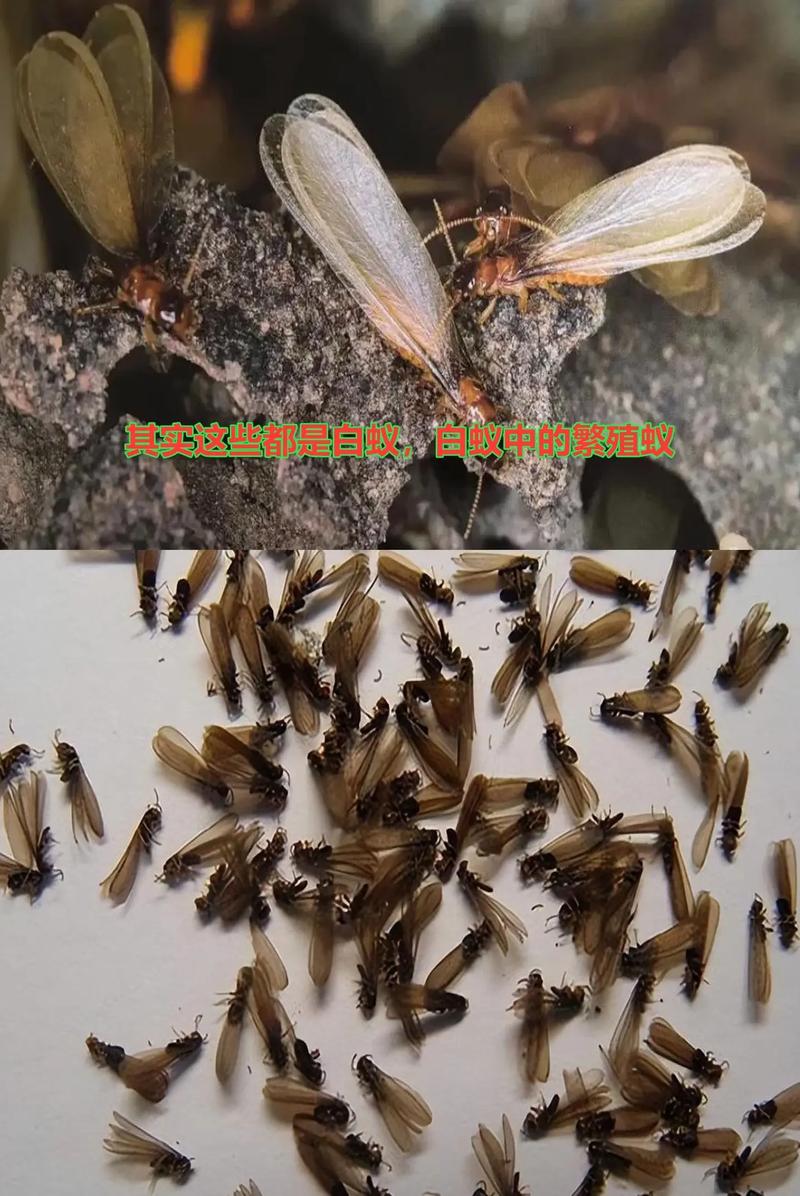 白蟻是什么樣子?很多人認為所有白蟻都是白色的,其實不然,白蟻