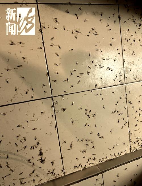 上海白蟻頻現,家中防治指南與誤區大揭秘