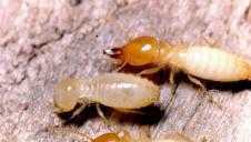 東莞市,厚街預防白蟻,殺白蟻,殺蟲滅鼠服務_二手設備轉讓_世界工廠網中國產品信息庫