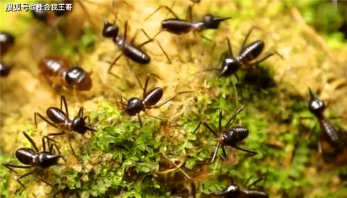 白蟻的乳膠戰爭,自爆式 噴射式御敵