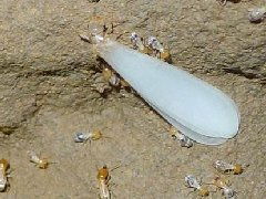 紅谷灘區白蟻防治,紅谷灘區白蟻防治價格 批發 產品詳情