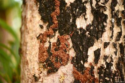 秋季,如何高效預防白蟻危害?